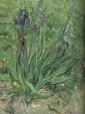 Vincent Van Gogh The Iris (nn04) china oil painting image